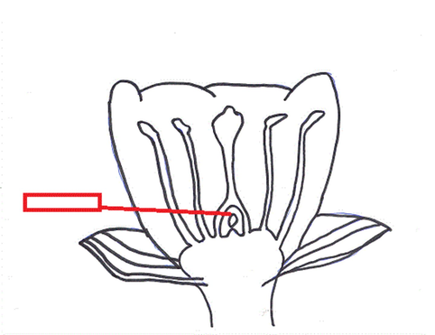 <p>A flower structure that encloses and protects ovules and seeds as they develop</p>