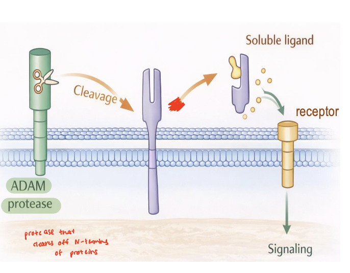 <p>membrane-tethered metalloproteases localized to the plasma membrane</p><ul><li><p>mediates <span style="color: rgb(51, 217, 69);"><strong><em><u>ectodomain shedding</u></em></strong></span> by cleaving extracellular domains of transmembrane proteins </p></li><li><p>regulate release and activation of signaling molecules (cytokines, growth factors, receptors, adhesion molecules) </p><ul><li><p>function as key interface between ECM and ICM </p></li></ul></li></ul><p></p>