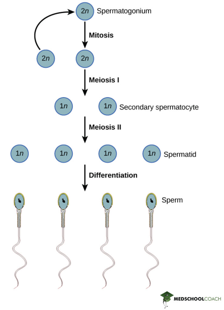 <p>Before puberty, all cells in the testes are spermatogonium. They are dividing very slowly or are completely inactive. Then, in response to testosterone, the spermatogonium begin to divide more actively and produce sperm cells. This happens occurs in the seminiferous tubules in the testes:<br><br>1) Spermatogonium has 2n chromosomes (46 chromosomes and 46 chromatids) <br>This then undergoes mitosis and produces.. </p><p>2) Primary spermatocytes have 2n chromosomes (46 chromosomes and 92 chromatids, they double their genetic info because they need to go into meiosis) <br>They then undergo meiosis 1 and produce… </p><p>3) Secondary spermatocytes have n chromosomes (23 chromosomes and 46 chromatids, first splitting of homologous chromosomes in meiosis). <br>They then undergo meiosis 2 and produce… </p><p>4) Spermatids have n chromosomes (23 chromosomes and 23 chromatids, final splitting of sister chromatids in meiosis) They are haploid. </p><p>The spermatids then attach to sertoli cells and get nutrients to differentiate fully into their structure of a sperm cell (very little cytoplasm, flagellum, acrosome, etc.). They then travel to the epididymis and mature further &amp; are stored there</p>
