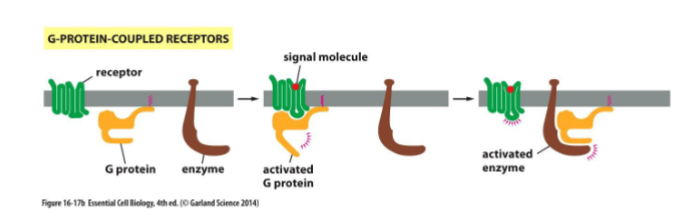 <p>G-Protein-coupled receptors activate membrane-bound, trimeric GTP-binding proteins causing the activation (or inactivation) of an enzyme or an ion channel in the plasma membrane</p>