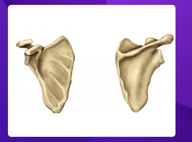 <p>which image is the anterior view of the scaula?</p>