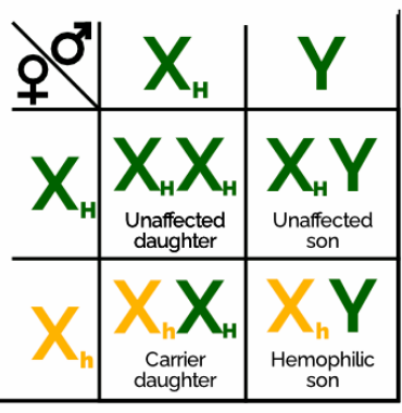 <p><span>25%, X^HX^h x X^H Y</span></p>