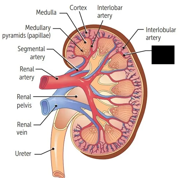 <p><span style="background-color: transparent;">Arteries that branch off from interlobar arteries.They are located between the cortex and medulla. They branch to form interlobular arteries that travel in the cortex.</span></p>