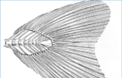 <p>Last vertebra modified into small plate to which caudal fin rays attach (Gadidae)</p>
