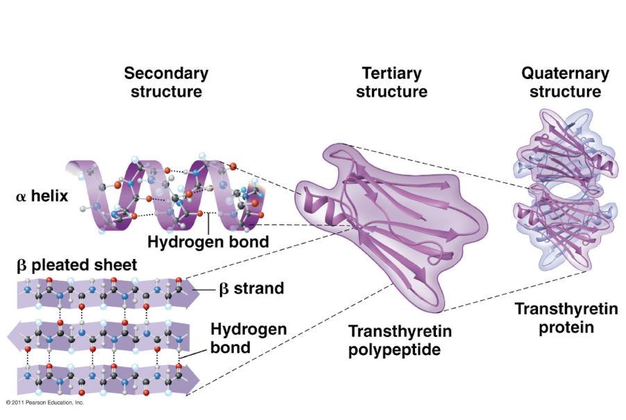 <p>primary = AA sequence</p><p>secondary</p><ul><li><p>b-sheets & alpha-helix</p></li></ul><p>tertiary</p><ul><li><p>disulfide bonds are part of tertiary structure</p></li></ul><p>quaternary </p>