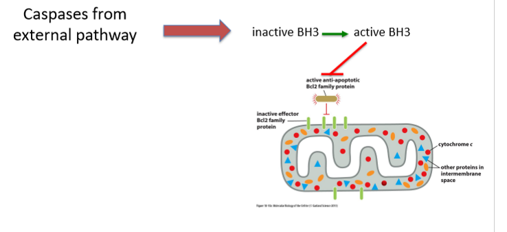 <ul><li><p>Activation of caspases in the extrinsic pathway cleaves BH3-only proteins to activate them </p></li><li><p>Activated BH3-only translocases to the outer mitochondrial membrane to inhibit anti-apoptotic Bcl2 family proteins</p></li></ul><p></p>