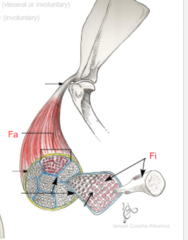 <p>Group of fibers (Fa)</p>