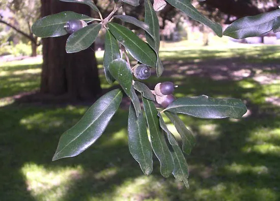 <p>Live Oak (IN QUIZ 2)</p>
