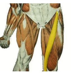 <p>What muscle is being highlighted? what is its innervation?</p>