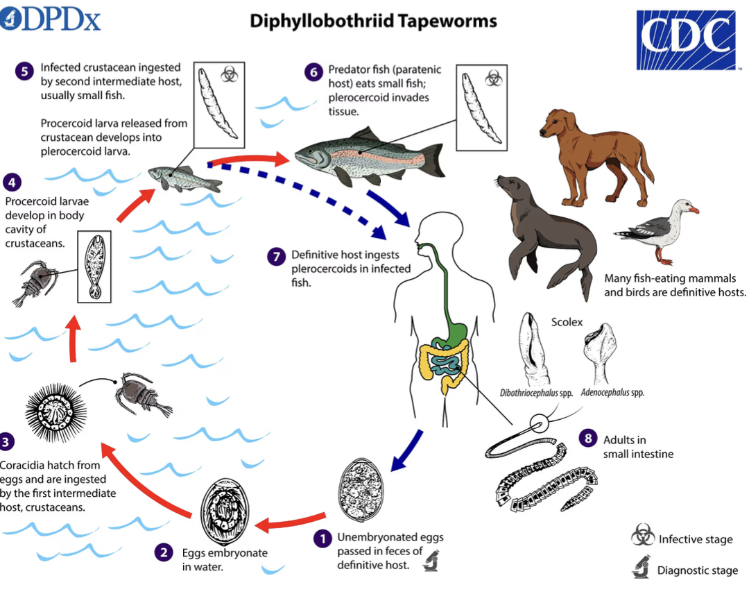 <p><strong>Rozwój na diagramie - <em>Diphyllobothrium latum</em> (bruzdogłowiec szeroki)</strong></p>