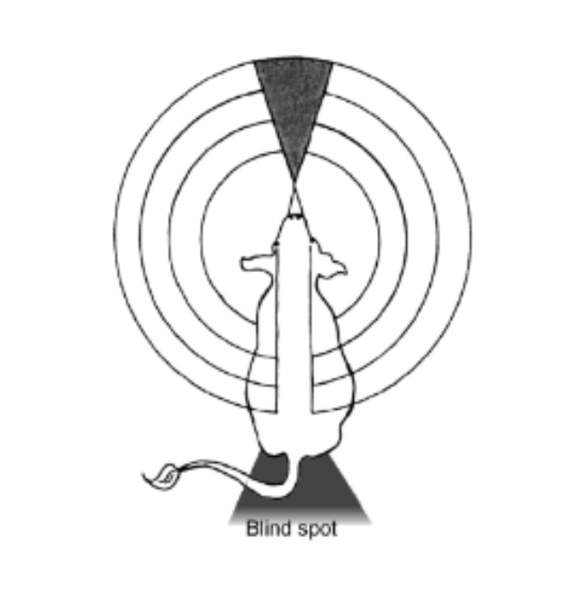 <p><strong>The flight zone is the animal’s personal space.</strong></p><ul><li><p>The size depends on the cattle’s temperament and previous handling.</p></li><li><p>Calm cattle have smaller flight zones, while wild or stressed cattle have larger ones.</p></li></ul><p></p>