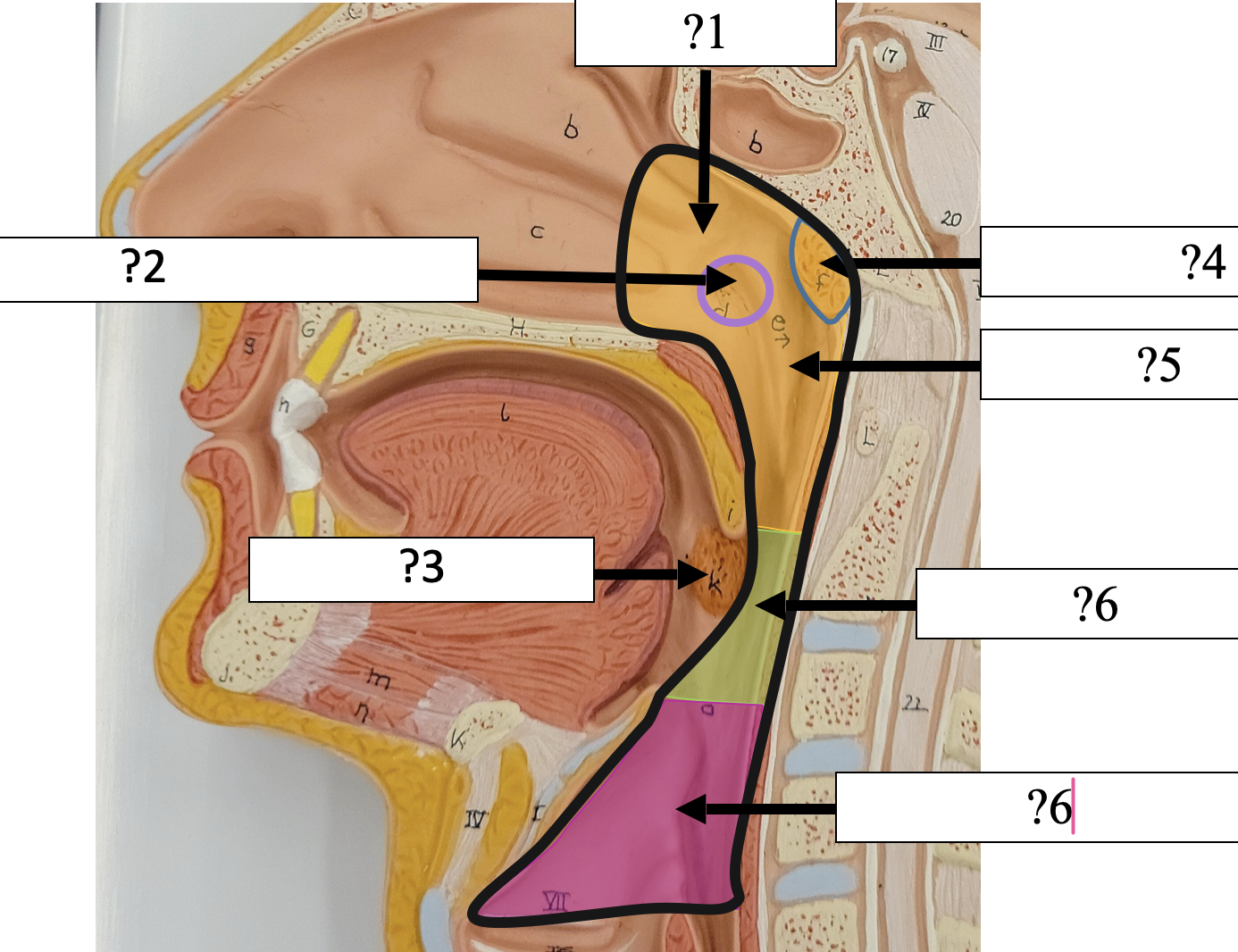 <p>1 Name the entire structure? </p>