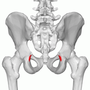 <ul><li><p>INFERIOR to the ischial spine is a smaller notch </p></li></ul><p></p>