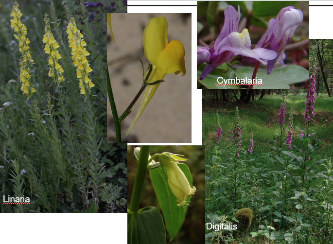 <p><span>Plantaginaceae</span></p>