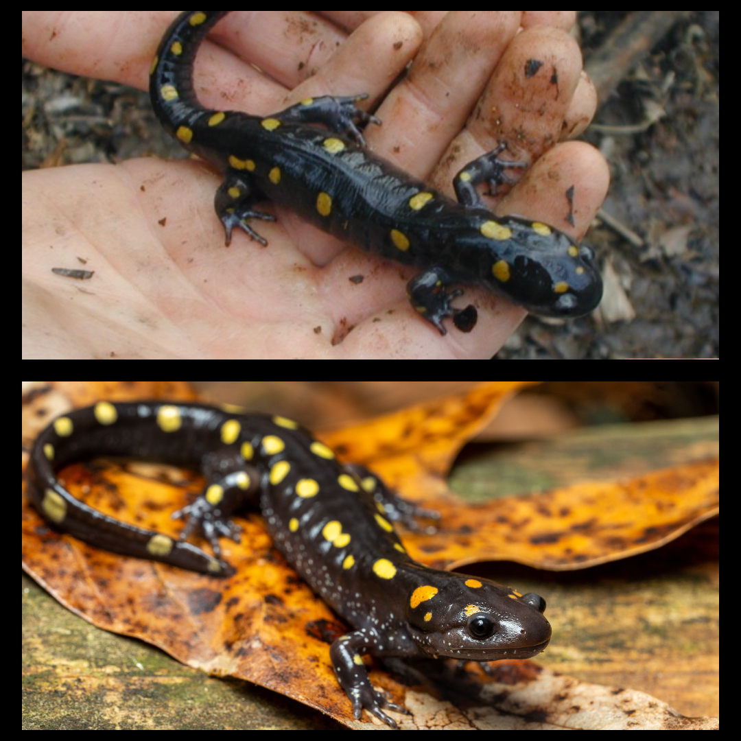 <p>Spotted Salamander</p>
