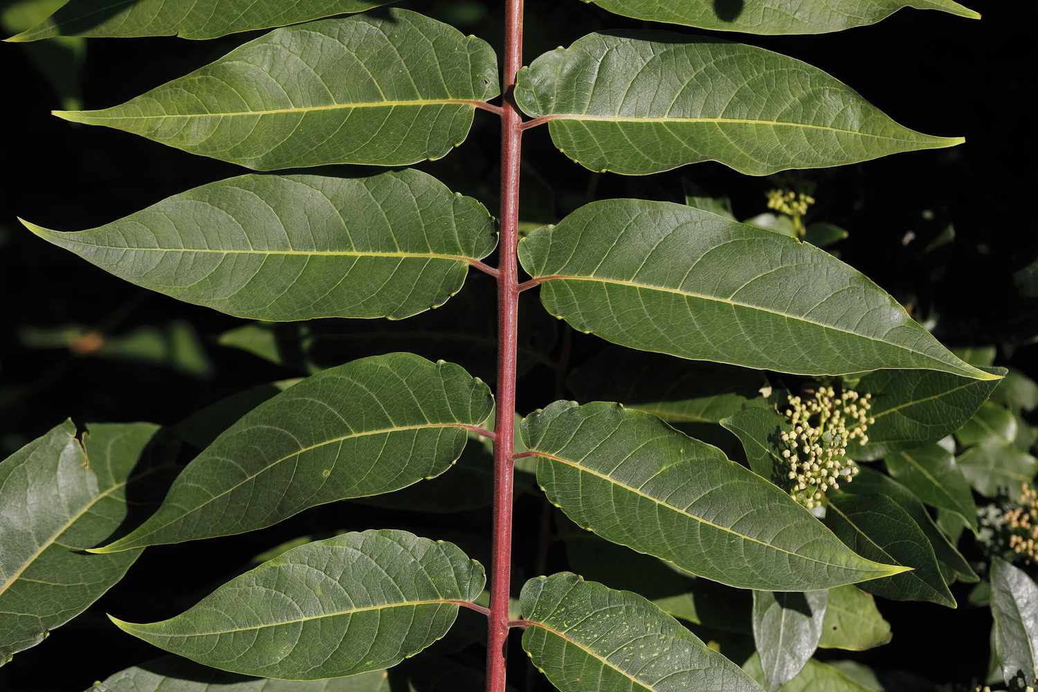<p>leaflets are attached along both sides of a central axis/rachis</p>