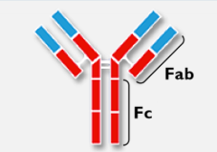 <p>antibody in which the Fc region is entirely human and the Fab region is murine</p>