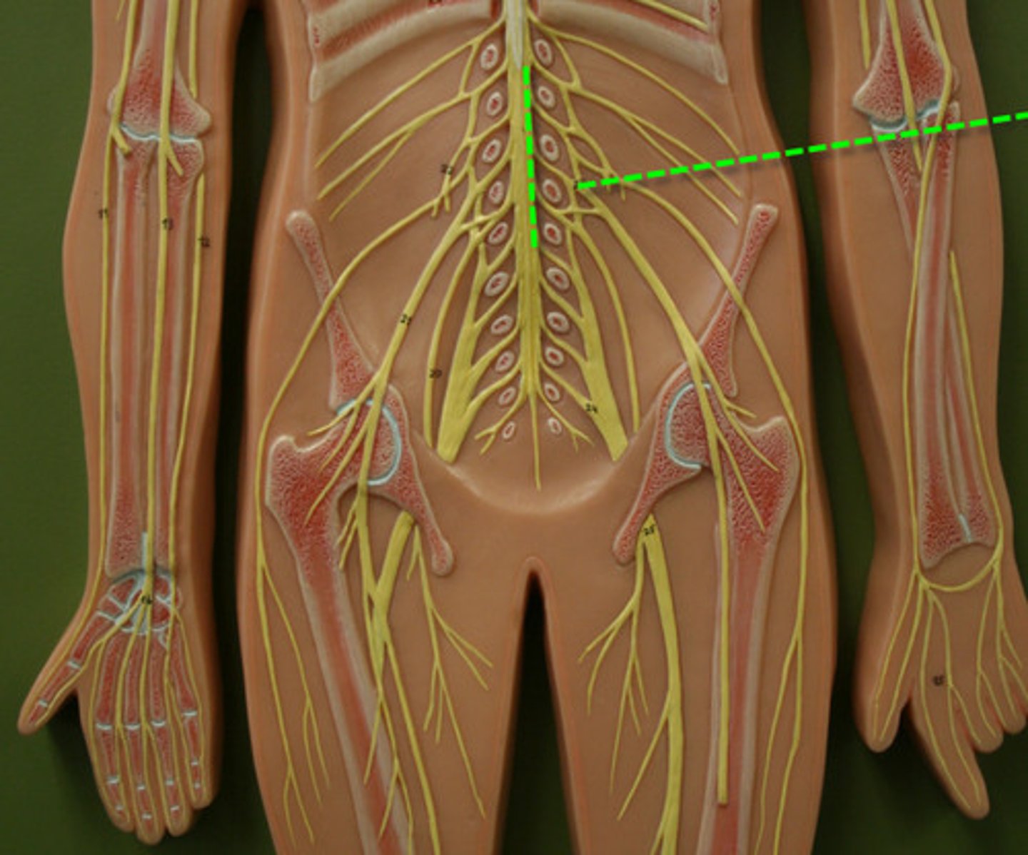 <p>T12-L4</p>