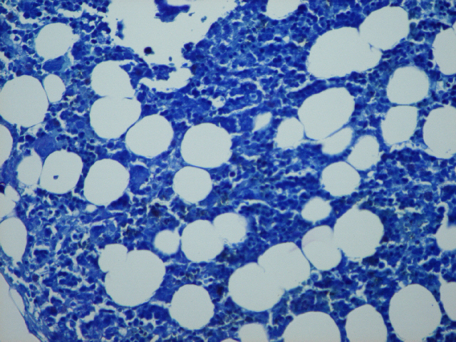 <p>Identifica el tejido y las células presentes</p>