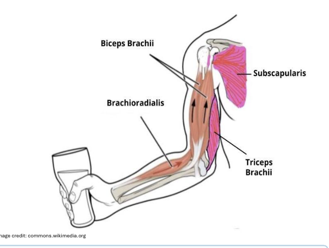 <p>A person lifting a class uses biceps brachial as the prime mover, brachioradialis acts as the synergist, subcapularis as the fixator and triceps brachial as the antagonist </p>