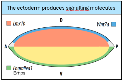 <p>Wnt7a → Lmx1b dorsally </p><p>Bmps → En1 -/ Wnt7a so also -/ Lmx1b ventrally </p>