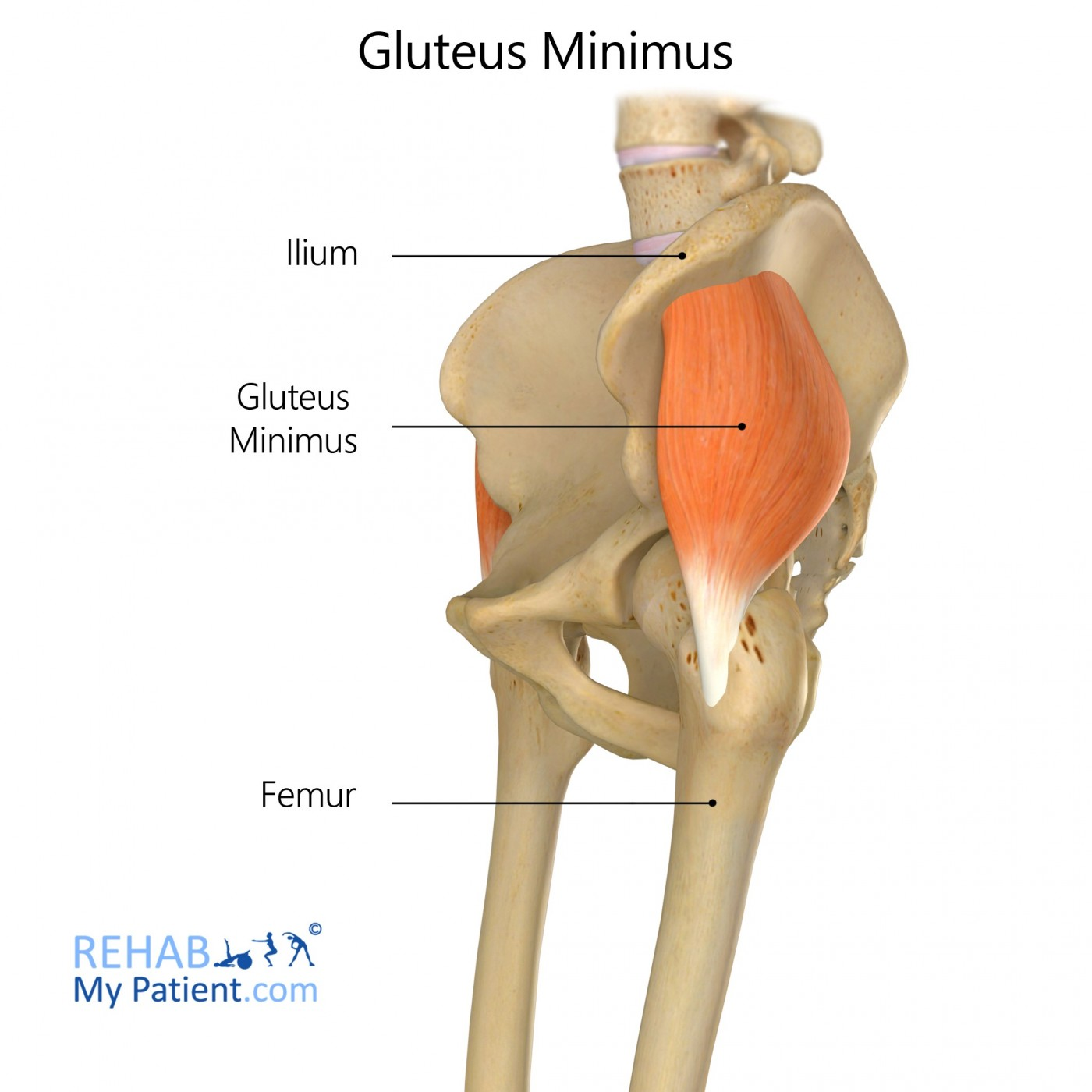 <p>Gluteus minimus</p>
