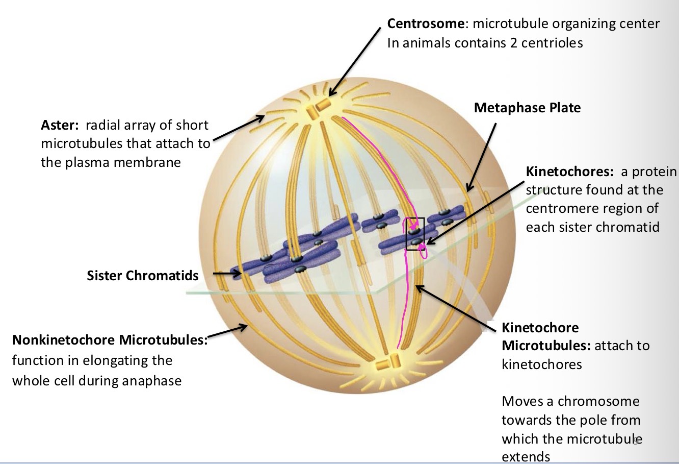 <p>Microtubule organizing center. Duplicate during interphase (S phase) in animals cells and move apart during mitosis (prophase and prometaphase)</p>