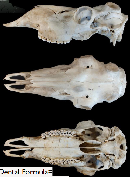 <p>Rangifer tarandus</p>