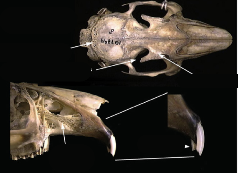 <p>What order and family?</p>