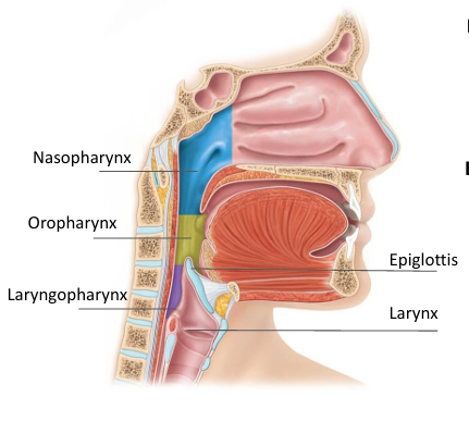 prevents food entering the airway by directing it into the oesophagus