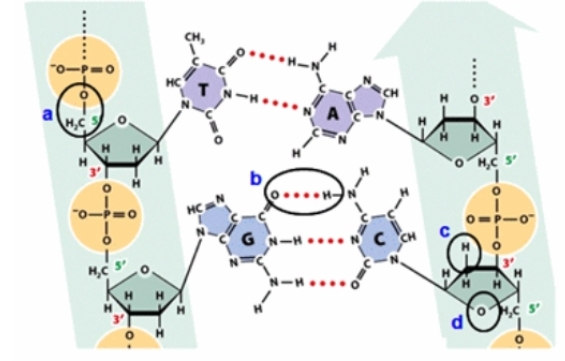 <p>Which circle shows a noncovalent bond?</p>