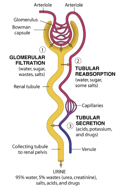 <p>3 steps in formation of urine</p>