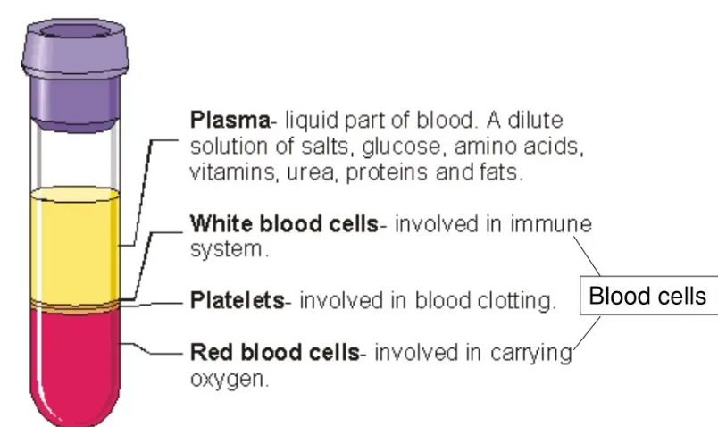 <p>55% Plasma</p><p>40-45% Red blood cells</p><p>-1% Platelets</p><p>-1% White blood cells</p>