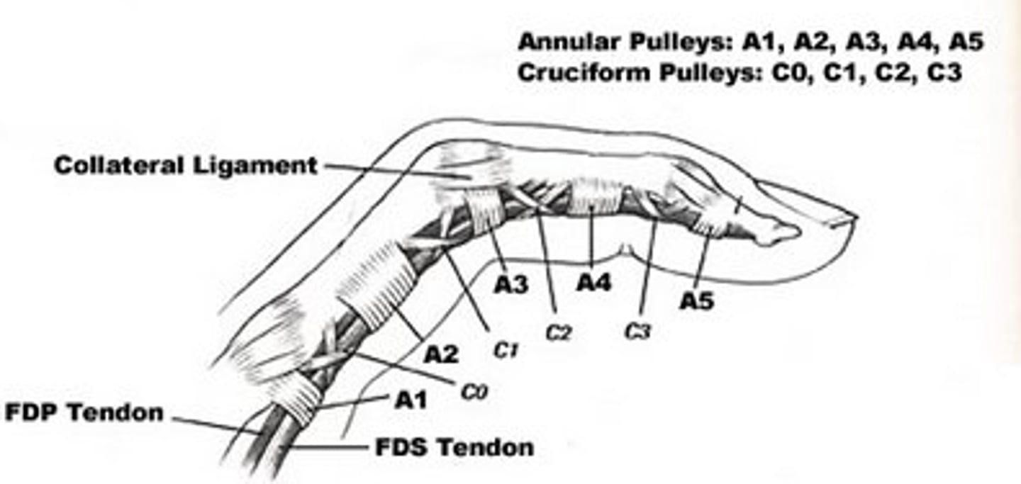 <p>Fibrous Digital Sheath</p><p>-Annular Ligaments: </p><p>---5 per digit</p><p>---3 at each thumb</p><p>-Cruciate Ligaments:</p><p>---4 per digit</p><p>---2 at each thumb</p>