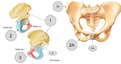 <p>Name these bones</p>
