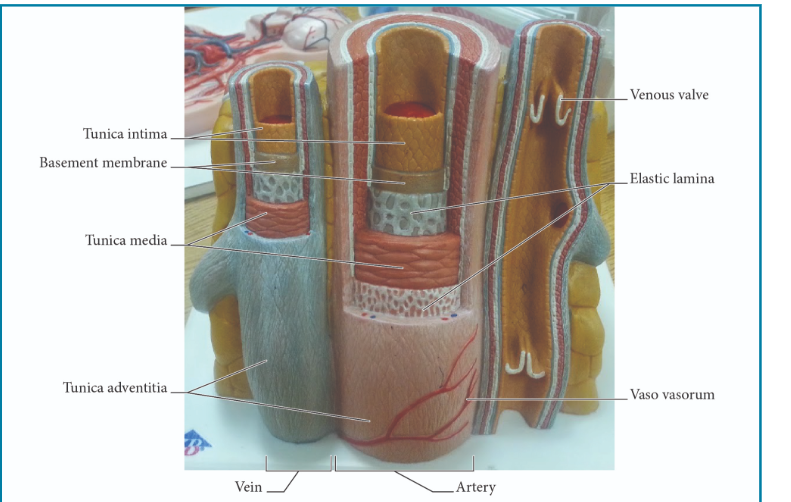 <p>correct answers</p>