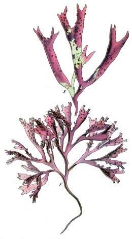 <p>red algae</p><p>flattened blade w/ bumps</p>