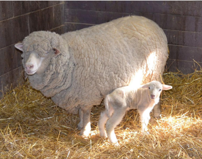 <p>sheep breed with fine wool, cross between Corriedale rams and Merino ewes, from Tasmania, Australia, imported to the U.S. in 1976</p>
