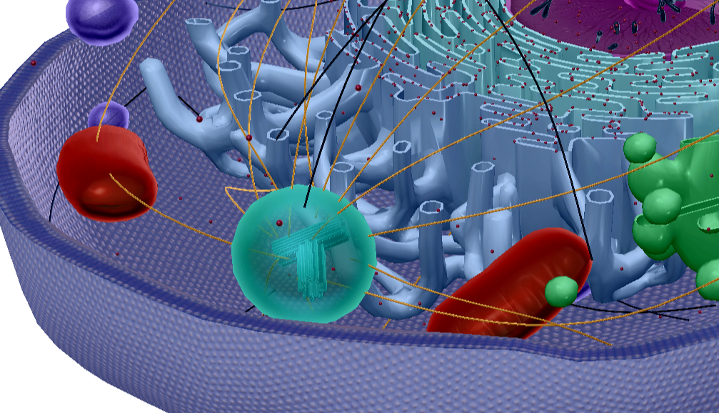<p>Contains centrioles and pericentriolar material that are essential for cell division</p>
