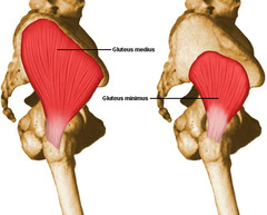 <p>greater trochanter of femur</p>