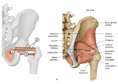 <p><strong>origo</strong>:Tuber ischiadicum laterale rand<br><strong>Insertie</strong>: Crista intertrochanterica<br><strong>Functie</strong>: Art. coxae : <strong>exorotatie </strong>en adductie<br><strong>Innervatie</strong>: Directe takken uit de plexus sacralis (L5-S2)</p><p></p><p><br></p>