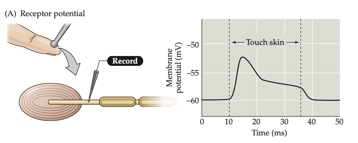 <p>due to activation of sensory neurons by external stimuli such as light, sound, or heat (usually resulting in transient changes i the resting membrane potential)</p>