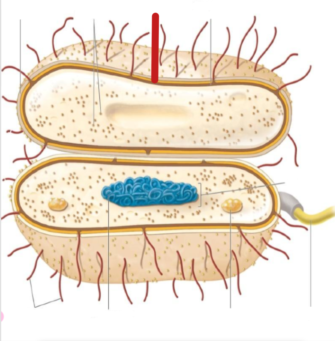 <p>cell wall</p>