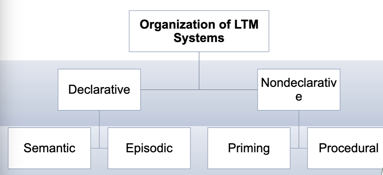 <p>declarative- explicit memory, conscious recall of what you did this weekend</p><ul><li><p>semantic- knowledge, definitions, facts, concepts</p></li><li><p>episodic- context specific, personal experiences; tap into episodic to remember semantic (where did I write that fact in my notes, where was I when I studied this)</p></li></ul><p></p><p>non-declaritive- does not require conscious thought to retrieve, automatic behaviors</p><ul><li><p>priming- exposure to stimulus influences later response without conscious awareness</p><ul><li><p>read the word coffee, more likely to later identify soda rather than bread because you’ve been primed for beverages</p></li></ul></li><li><p>procedural- skill memory, implicit, know how to ride a bike without “thinking about it”</p></li></ul><p></p><ul><li><p>prospective (future)- I need to remember I have a Dr appointment tmrw</p></li><li><p>retrospective (past)- I had a Dr appointment last week</p></li></ul><p></p>