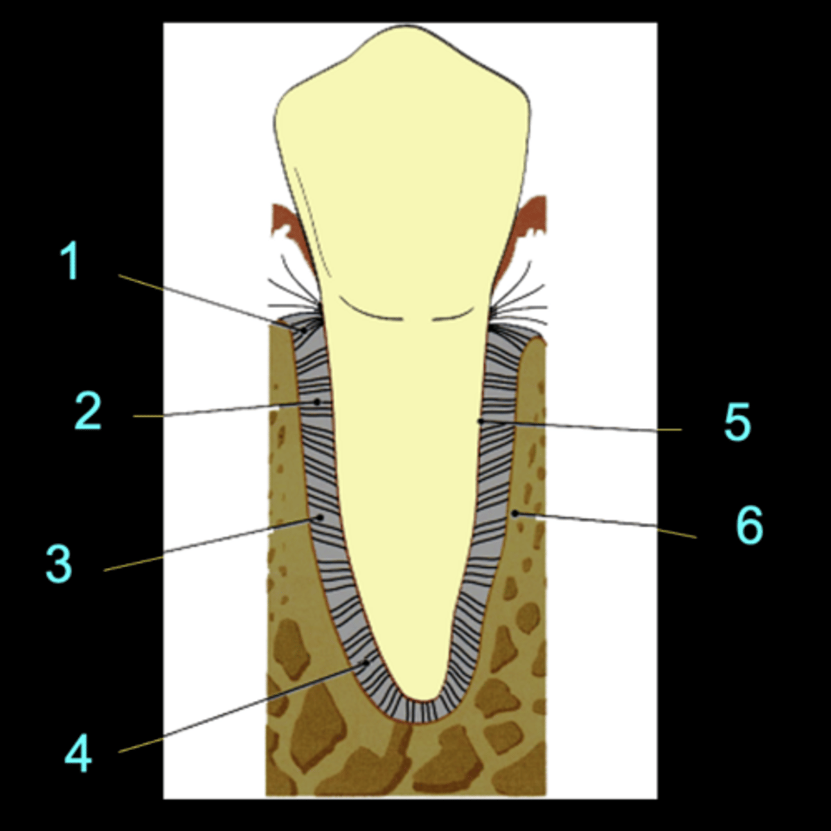 <p>ID the components of the periodontal support at 6:</p>