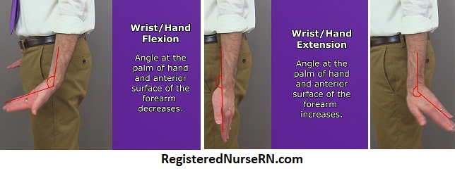 <p>Anterior Forearm (Elbow to fingers):</p>