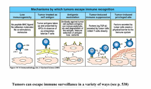 <ul><li><p>tumor immunosurveillance</p><ul><li><p>tumors generally express antigens that the immune system can recognize (mutated, overexpressed, or germ/embryonic proteins)</p></li><li><p>tumor-infiltrating lymphocytes (TILs) can often be found in solid tumors</p></li><li><p>some tumors spontaneously regress</p></li><li><p>bone marrow transplant after leukemia radiation therapy can lead to graft vs leukemia response</p></li><li><p>mice can be protected from some tumors by vaccination with killed tumor cells (lots of ways to prevent and cure cancer in mice)</p></li></ul></li></ul><p></p><p>Problem</p><ul><li><p>immunodeficient mice and people don’t seme to have a much higher incidence of spontaneous tumors</p><ul><li><p>there may be increased susceptibility to some carcinogens or virally-induced cancers, but that may reflect immune responses against causative agents, rather than tumors</p></li><li><p>also increased susceptibility to some tumors in NK cell deficiencies </p></li></ul></li><li><p>TILs appear to be tolerant, rather than part of a productive response against tumors</p></li><li><p>tumor immunotherapies have generally been unsuccessful in human trials </p></li></ul><p></p><p>cancer cells are not that different from the rest of your cells </p><ul><li><p>don’t express MHC, costimulatory molecules, etc and have normal antigens</p></li><li><p>antigens are taken up by normal APC and presented in absence of inflammatory signals (leads to no response) </p></li><li><p>can lead to removal of certain antigens that cause response from tumor cells</p></li><li><p>selective pressure → selects for those that secrete immunosuppressive cytokines</p></li><li><p>might have protective capsule, preventing phagocytosis </p></li></ul><p></p>