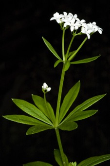 <p>four fused petals, 4 stamens, 2 carpels; leaves either whorled or opposite with leaf-like stipules</p>