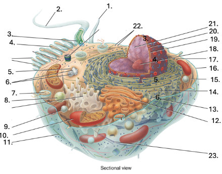 <p>Peroxisomes (9)</p>