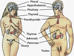 <p>Composed of glands that regulate the processes such as growth and reproduction.</p>